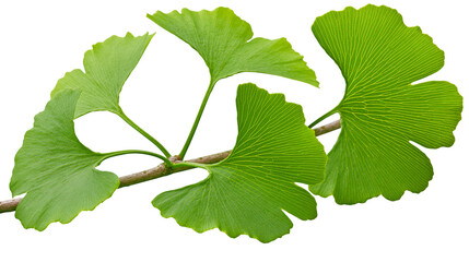 Vibrant green ginkgo biloba leaves on a branch, isolated on transparent background © Finn