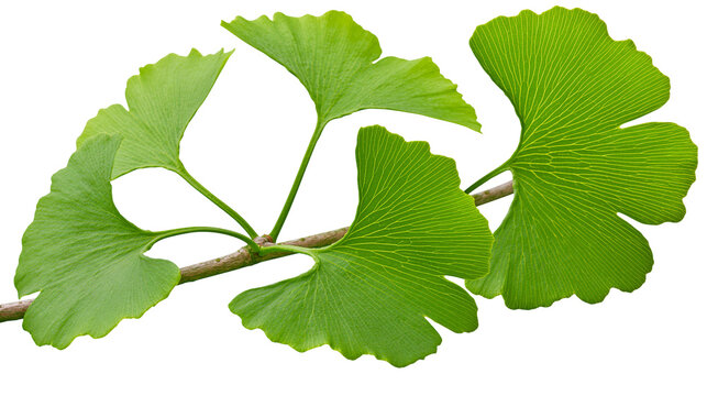 Vibrant green ginkgo biloba leaves on a branch, isolated on transparent background