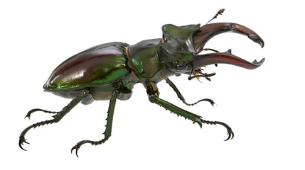 Large green stag beetle with prominent brown mandibles, isolated on transparent background © Finn