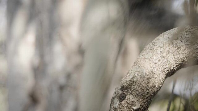 Close-up of a white lemur with striking yellow eyes perched on a tree branch