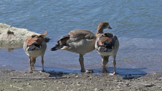 Egyptian Goose (Alopochen aegyptiaca) juveniles drinking from a lake and having a disagreement about something. June, Kent, UK. [Half speed]