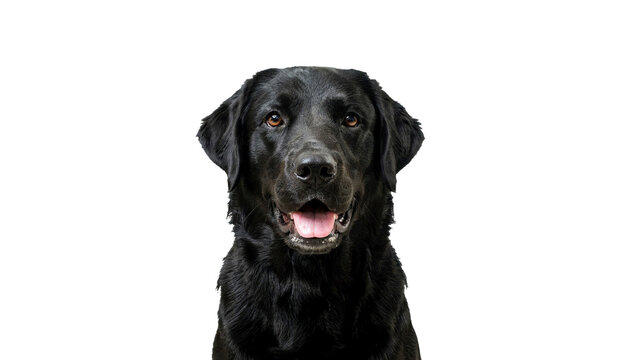 Close up portrait of a beautiful black labrador retriever dog looking at the camera with a happy expression and open mouth isolated on transparent background