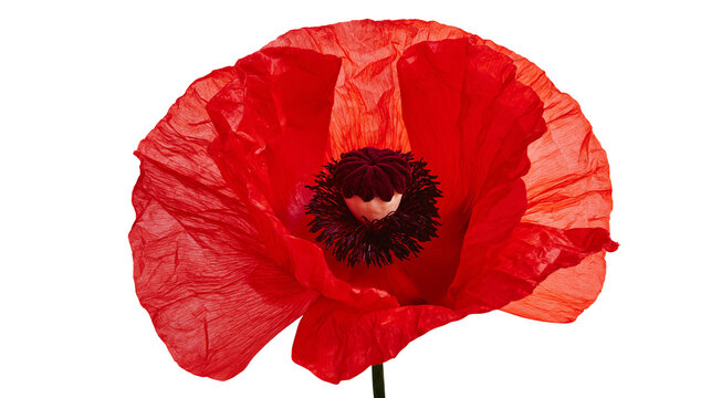 Vibrant red poppy flower with dark center, isolated on transparent background
