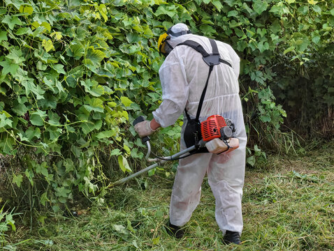 A person uses a trimmer to cut grass in a garden. The area is filled with green plants and grass. The person is dressed for safety and focused on the task