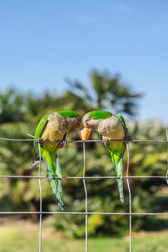Two green monk parakeets sharing bread while perched on metal fence in sunny Barcelona park, colorful tropical urban birds 