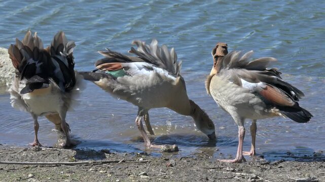 Egyptian Goose (Alopochen aegyptiaca) juveniles drinking from a lake on a very windy day. June, Kent, UK. [Half speed]