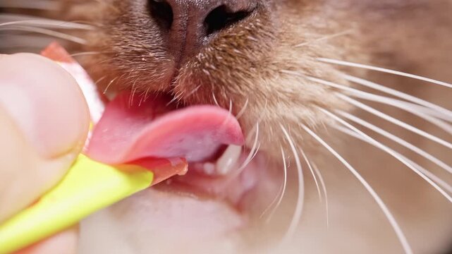 Domestic Cat Licks a Pink Meat Treat, Extreme Close Up Shows Whiskers Teeth and a Human Hand During Pet Care