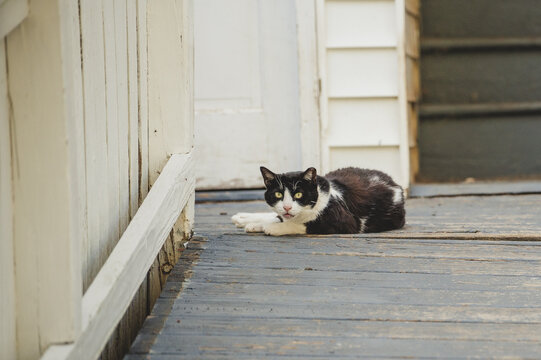 Outdoor Feral Cat Colony