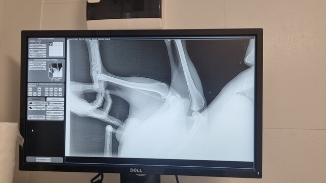 Dog Limb and Joint X-Ray Displayed on Veterinary Radiology Monitor