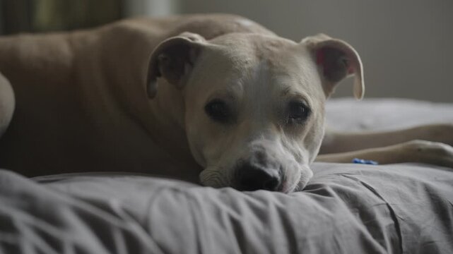 Adorable tired pitbull mix laying on a comfortable bed trying to sleep with eyes open pitbull