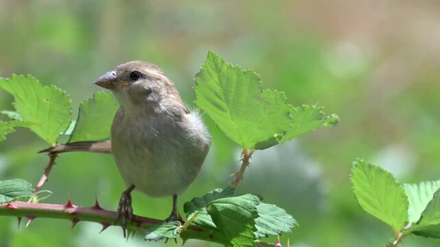 House Sparrow (Passer domesticus) juvenile with a Tick on its cheek, perched in a Bramble bush, before flying towards the camera. August, Kent, UK [Half speed]
