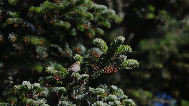 A small European serin perched on a pine branch with pinecones, preening its head. Wildlife and birdwatching in nature
