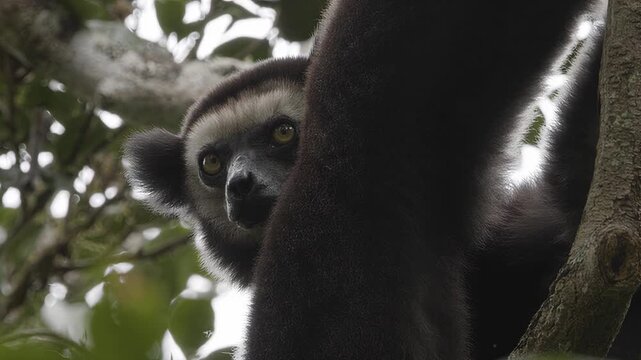Close-up of a lemur peeking from behind a tree trunk in lush green foliage