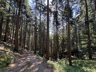 Obraz premium Hiking trails and Walking paths in the Black Forest National Park, Germany - Wanderwege und Spazierwege im Nationalpark Schwarzwald, Deutschland - Sentiers de randonnée et chemins pédestres dans