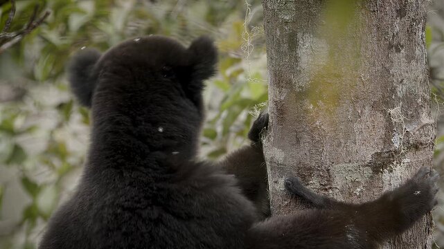 Black lemur with white face licking tree bark in lush green forest