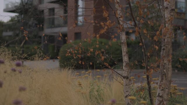 Birch Tree and Ornamental Grasses in Urban Park, Autumn
