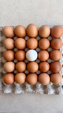 Top view flat lay of one white egg standing out in the center among rows of brown chicken eggs arranged in a cardboard egg carton, uniqueness and diversity concept