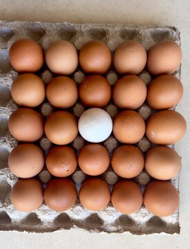 Top view flat lay of one white egg standing out in the center among rows of brown chicken eggs arranged in a cardboard egg carton, uniqueness and diversity concept