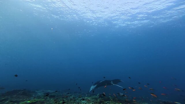 Giant Oceanic Manta Ray Swimming Upward Above Coral Reef