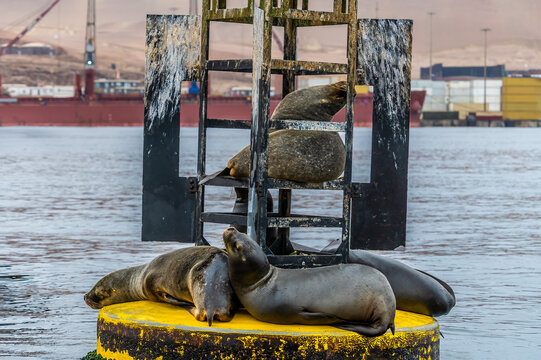 A view of Sea lions on a navigation buoy in Paracas Bay, Paracas, Peru in the dry season