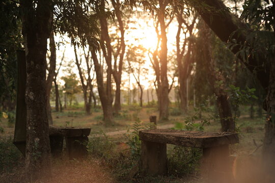 Wooden benches sitting quietly in a forest park bathed in warm golden sunset light with sun flare filtering through tree trunks