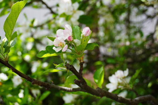 Apple tree branch. Branch with white flowers. Gardening. Garden with apple  trees in Sicily, Italy. Branch of blooming white apple tree flowers in spring, seasonal theme. Garden plant.
