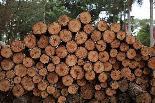 A large stack of neatly piled wooden timber logs with marked cross-section ends in a forestry storage yard