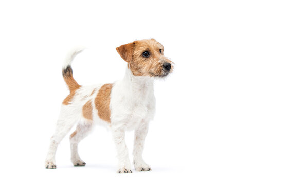 Side view of an alert Jack Russell Terrier looking right.