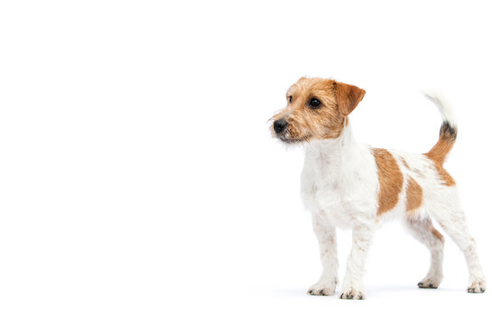 Alert wirehaired Jack Russell Terrier dog looking left on white.