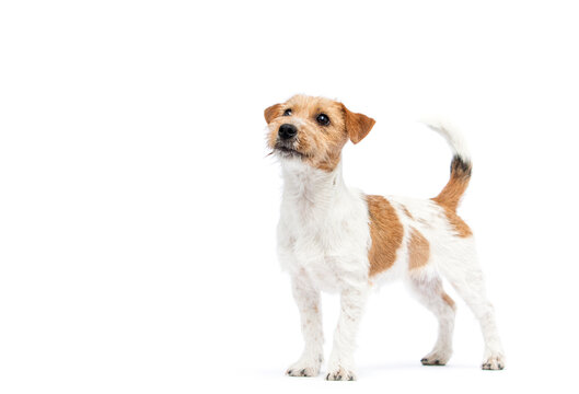 Rough-coated Jack Russell Terrier standing and looking up on white background.