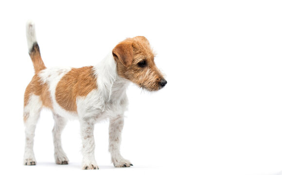 Curious Jack Russell Terrier standing and looking down.