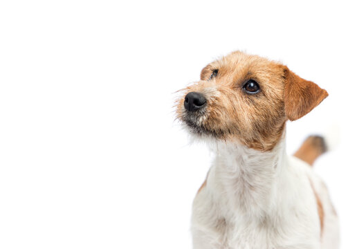 Close-up headshot of a cute Jack Russell Terrier looking up.