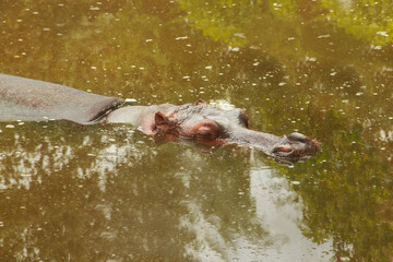 Fototapeta premium Invasive Common Hippopotamus (Hippopotamus amphibius) in Colombia Highlighting the Ecological Impact of an Introduced Species