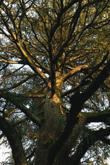 Obraz premium autumn tree in the park