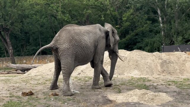 Asian elephant defecating and urinating on a sand hill in zoo