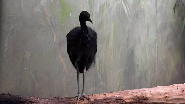 Exotic grey-winged trumpeter bird standing on a wooden log in zoo pavilion