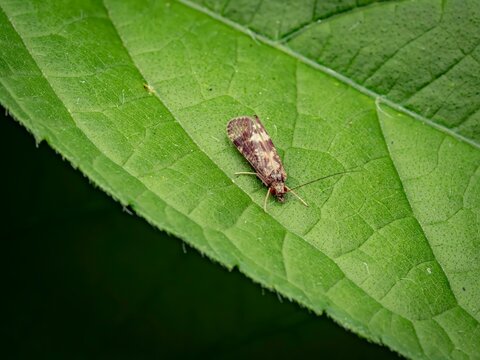 Macro close up of a small caddisfly resting on a vibrant green leaf in a natural outdoor wildlife environment