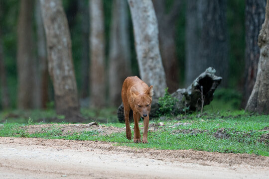 Indian Dhole Wild Dog Walking Along Forest Track in Bandipur Tiger Reserve, India