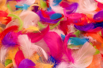 Colorful feather background, top view. © Nikolay