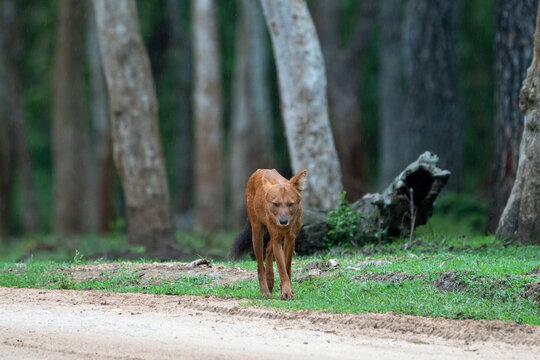 Indian Dhole Walking Along Forest Track in Tropical Deciduous Forest, Bandipur Tiger Reserve, India