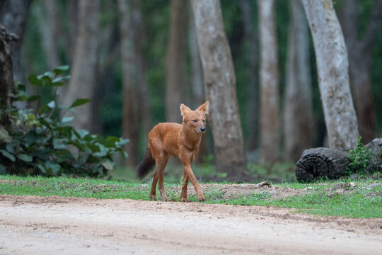 Dhole (Cuon alpinus) Indian Wild Dog Walking Along Forest Track in Rain, Bandipur Tiger Reserve, India