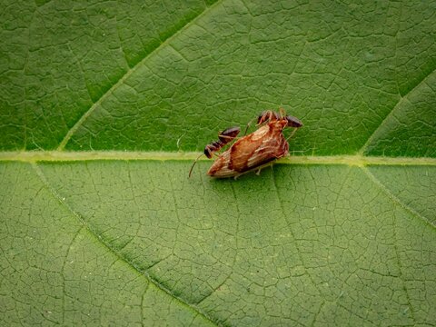 Macro close up of ants interacting with a small treehopper insect on a textured green leaf in a natural wildlife setting