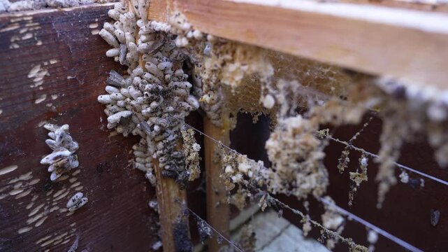 Damaged Honeycomb After Wax Moth Infestation. Beekeeping Problem Concept