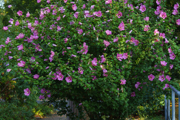 Fototapeta premium Im Park steht ein schöner großer blühender Hibiscus in Blüte zart pink