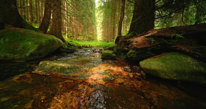 Crystal clear forest stream flowing through a lush moss-covered woodland with authentic natural sounds of running water. Peaceful static nature scene ideal for relaxation, meditation and outdoor proje