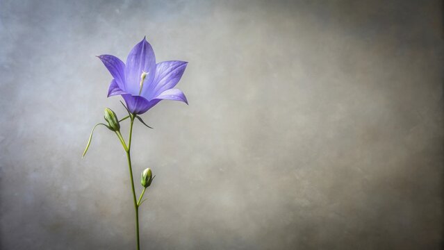 A single delicate lilac bellflower, elegantly poised against a muted grey backdrop, with unopened buds suggesting growth and potential.