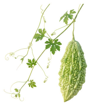 Fresh Bitter Melon on Vine