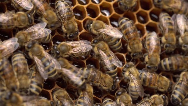 Honeycomb Cells With Honey Macro Closeup Beekeeping Background