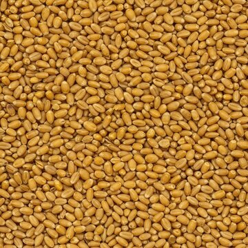 A densely packed, seamless background of golden cereal kernels showing uniform texture and harvest abundance. Perfect for natural food themes or agriculture, raw material, abstract, closeup view