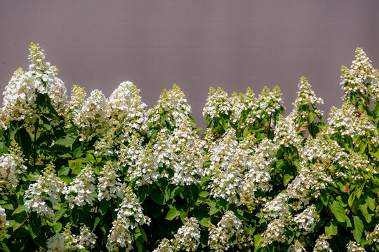 Selective focus bushes of Hydrangea paniculata (Kyushu) flowers in the garden, White cream hortensia, Panicled hydrangea is a species of flowering plant in the family Hydrangeaceae, Natural background